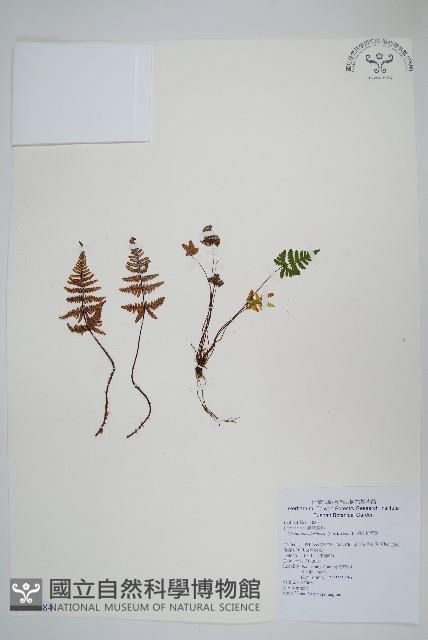 深山粉背蕨藏品圖，第1張