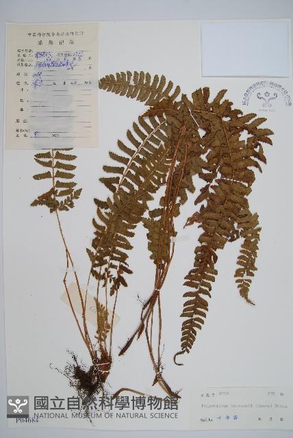 韓氏耳蕨藏品圖，第1張