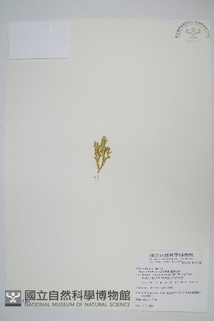 膜葉卷柏藏品圖，第1張