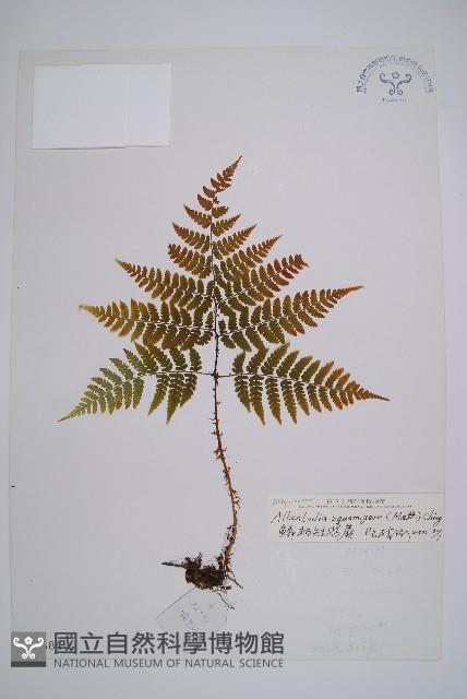 鱗柄短腸蕨藏品圖，第1張