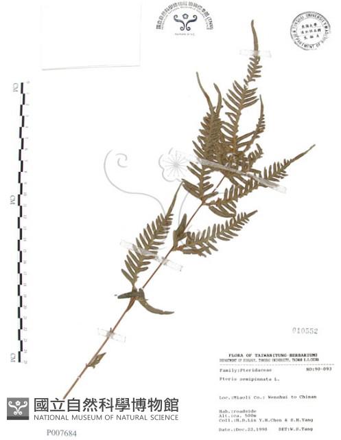 半邊羽裂鳳尾蕨藏品圖，第1張