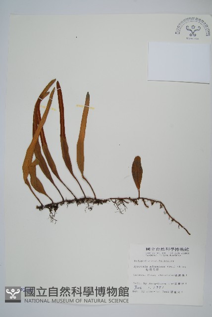 抱樹石葦藏品圖，第1張