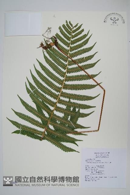 密毛小毛蕨藏品圖，第1張