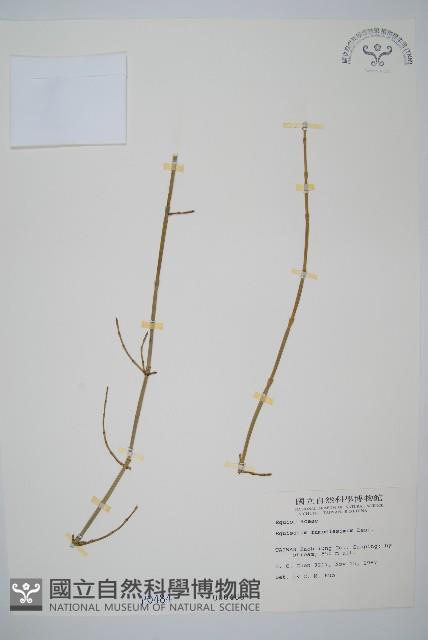 木賊藏品圖，第1張