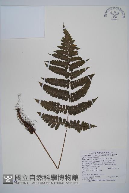 貞蕨藏品圖，第1張