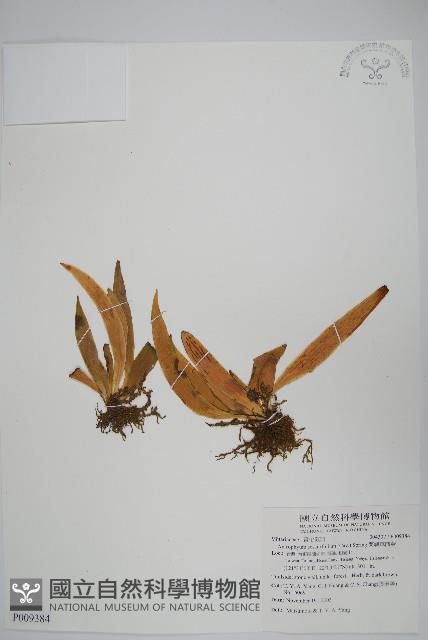 蘭嶼車前蕨藏品圖，第1張