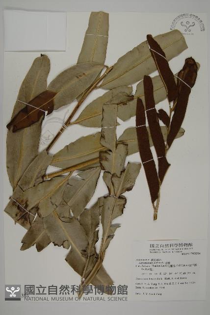 鹵蕨藏品圖，第1張