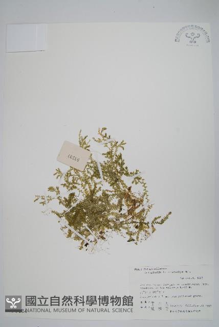 姬卷柏藏品圖，第1張