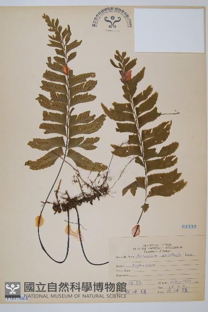 單邊鐵角蕨藏品圖，第1張