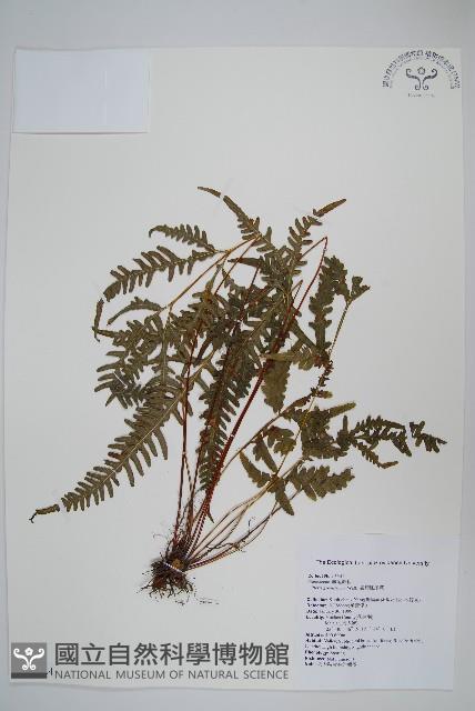 翅柄鳳尾蕨藏品圖，第1張