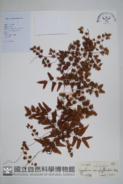 小葉海金沙藏品圖，第1張