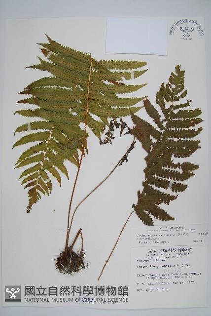 密毛毛蕨藏品圖，第1張