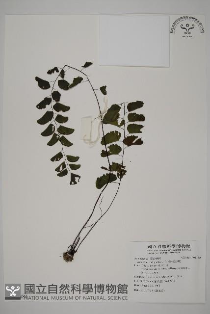 半月形鐵線蕨藏品圖，第1張