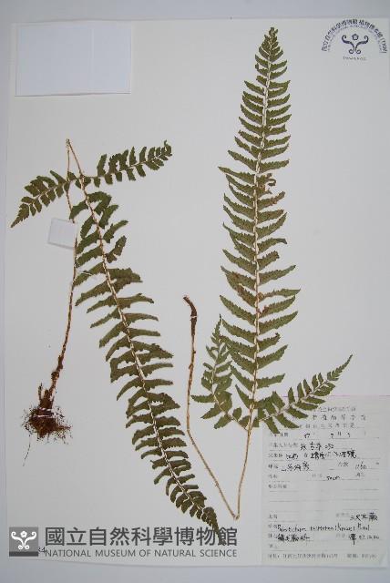 三叉耳蕨藏品圖，第1張