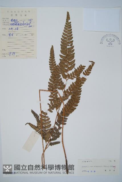 中華複葉耳蕨藏品圖，第1張