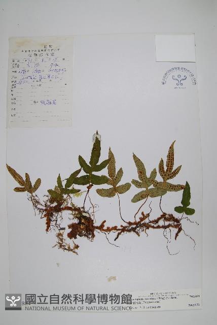 鈍羽假瘤蕨藏品圖，第1張
