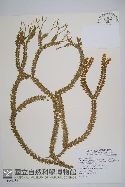 小垂枝石松藏品圖，第1張