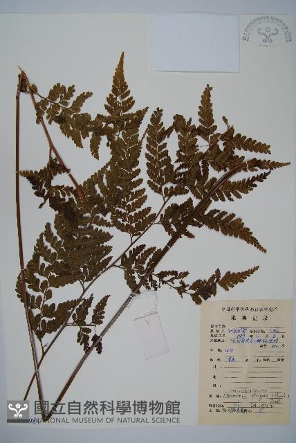 粗毛鱗蓋蕨藏品圖，第1張