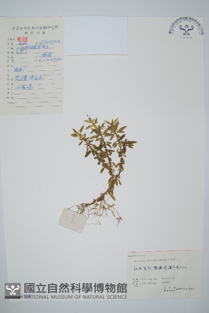 蛇足石杉、千層塔藏品圖，第1張