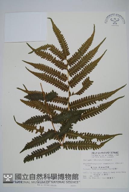 斜葉金星蕨藏品圖，第1張