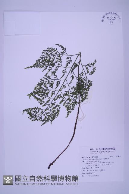 尖葉鐵角蕨藏品圖，第1張