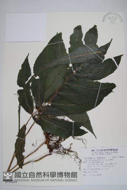 尾葉實蕨藏品圖，第1張