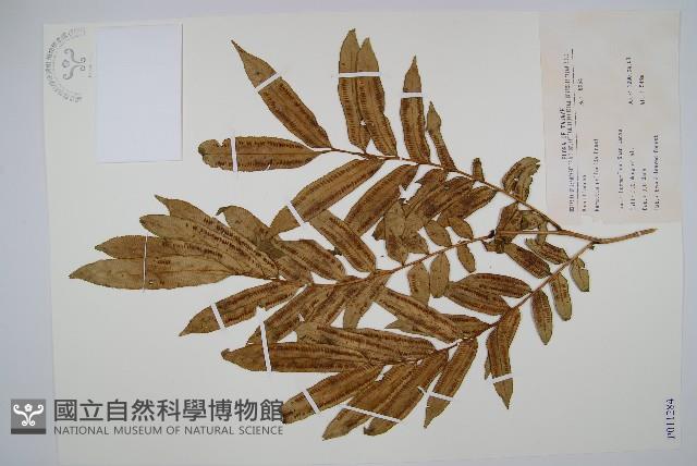 觀音座蓮舅藏品圖，第1張