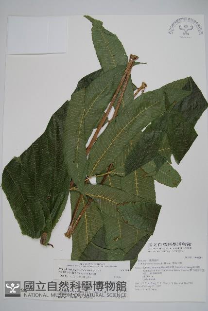 大羽葉新月蕨藏品圖，第1張