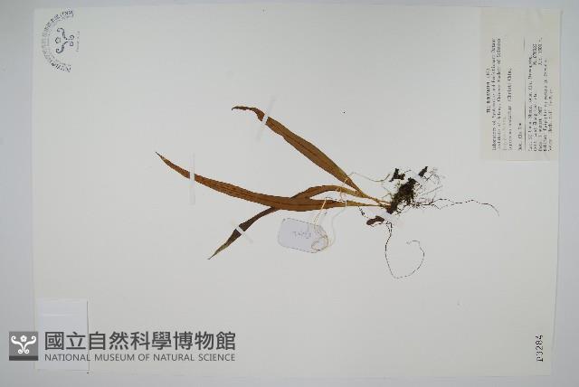 扭瓦葦藏品圖，第1張