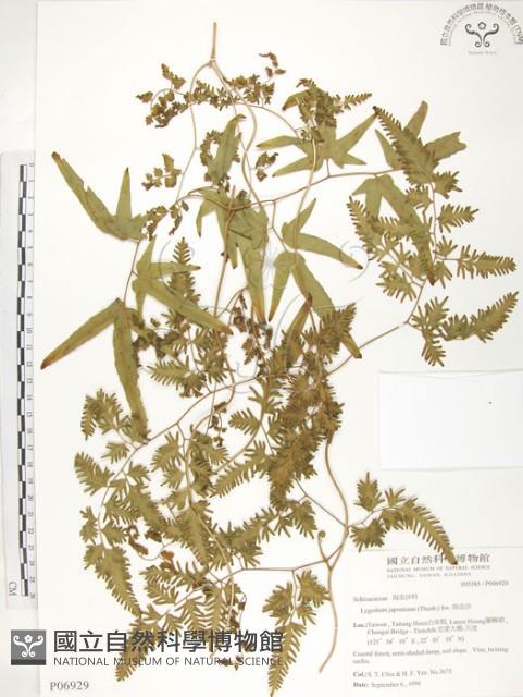 海金沙藏品圖，第1張