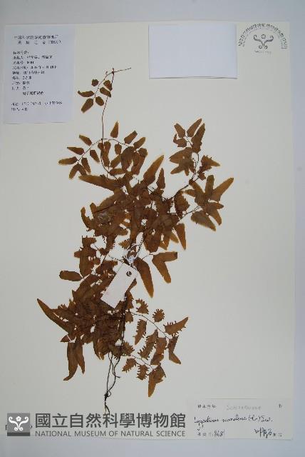 小葉海金沙藏品圖，第1張