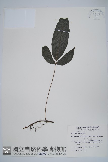新月蕨藏品圖，第1張