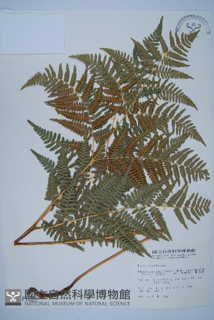 蕨藏品圖，第1張