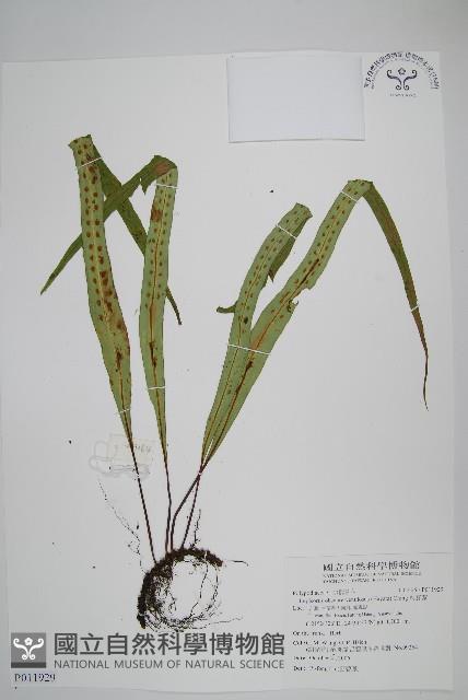 粵瓦葦藏品圖，第1張