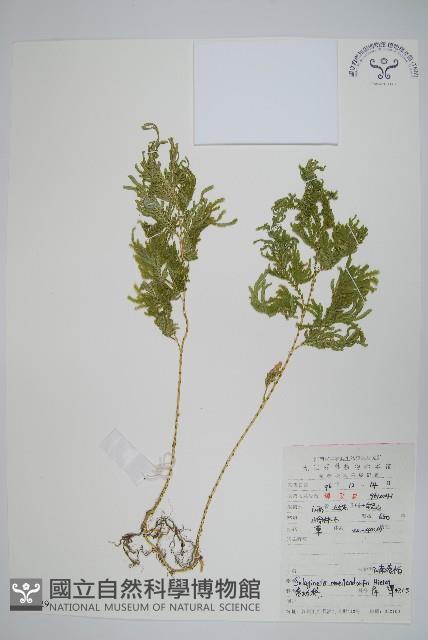 江南卷柏藏品圖，第1張