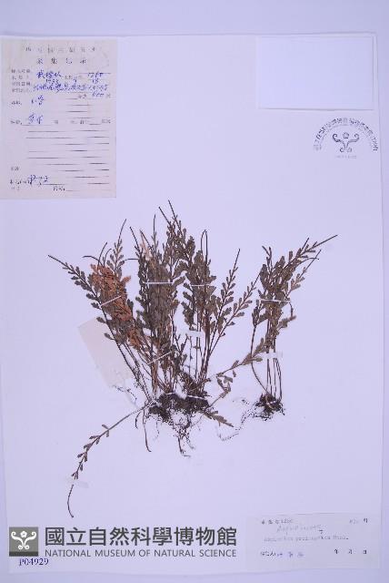 長生鐵角蕨藏品圖，第1張