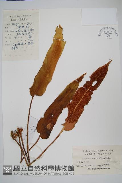 盧山石葦藏品圖，第1張