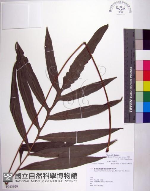 大線蕨藏品圖，第1張