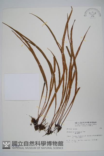 書帶蕨藏品圖，第1張