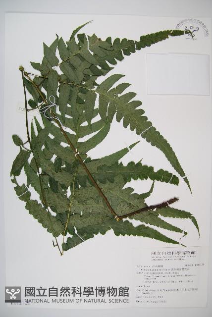 廣葉鋸齒雙蓋蕨藏品圖，第1張