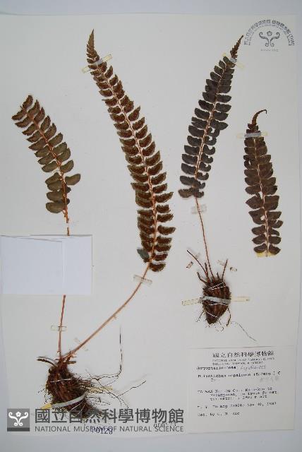 軟骨耳蕨藏品圖，第1張