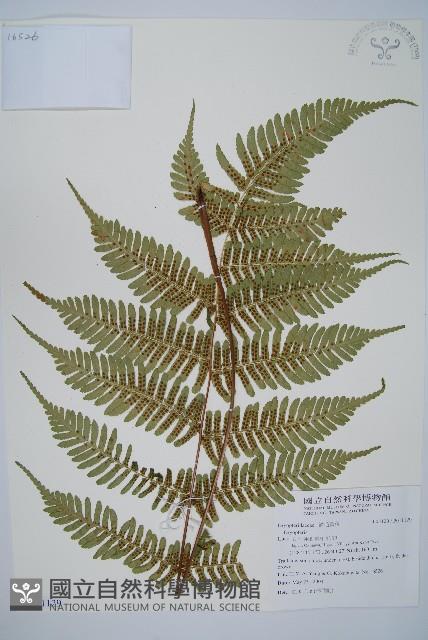 登錄號:P011129藏品圖，第1張