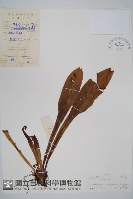 狹基巢蕨藏品圖，第1張
