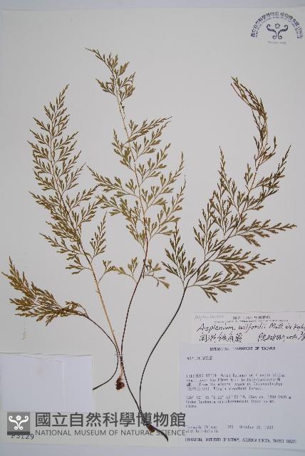 威氏鐵角蕨藏品圖，第1張