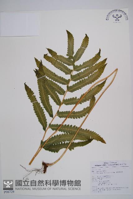 邊緣鱗蓋蕨藏品圖，第1張