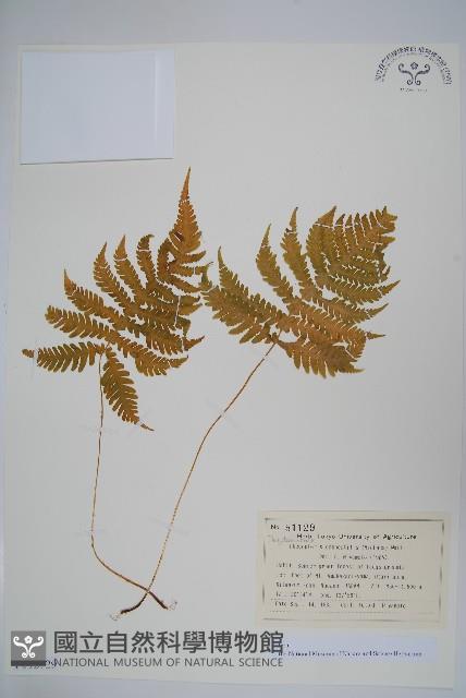 長柄假金星蕨、長柄卵果蕨藏品圖，第1張