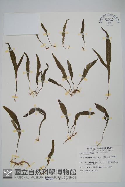 三叉葉星蕨藏品圖，第1張