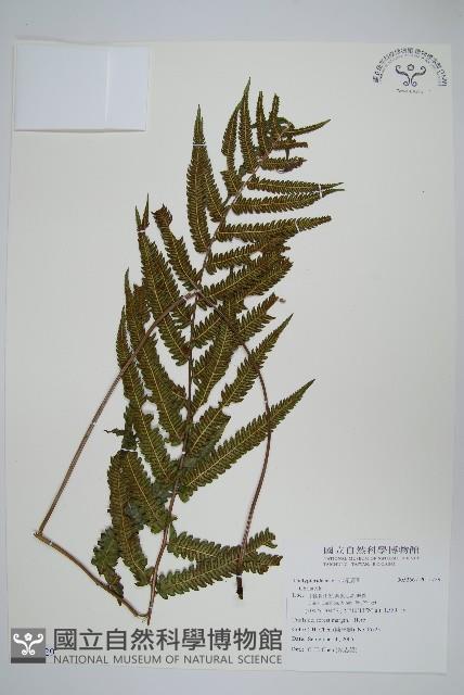 Accession Number:P011729 Collection Image, Figure 1, Total 2 Figures