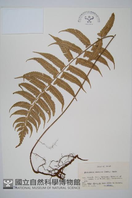 鋸齒雙蓋蕨、線葉雙蓋蕨、刺鱗雙蓋蕨藏品圖，第1張