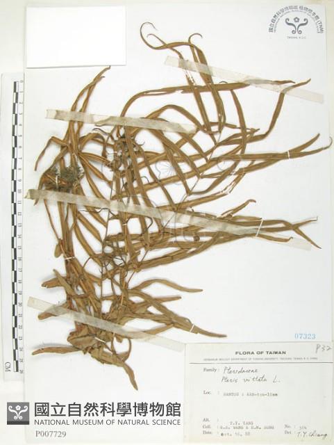 鱗蓋鳳尾蕨藏品圖，第1張